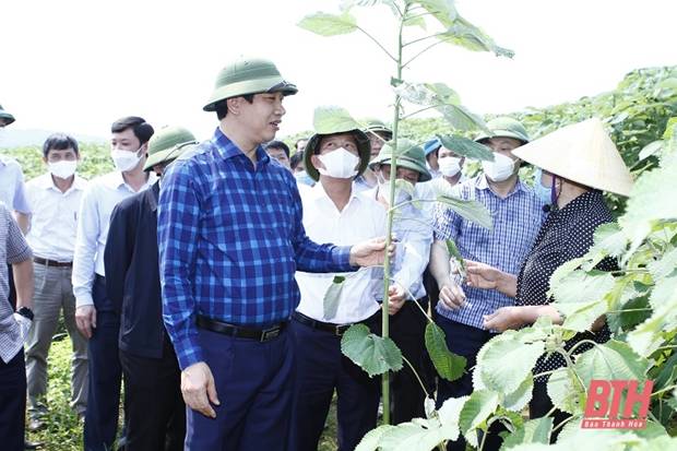 Đánh giá kết quả thực hiện cơ chế, chính sách phát triển cây gai xanh nguyên liệu trên địa bàn tỉnh Thanh Hóa